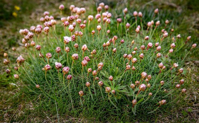 Cluster of pink sea thrift flowers blooming among green grass on a hillside.