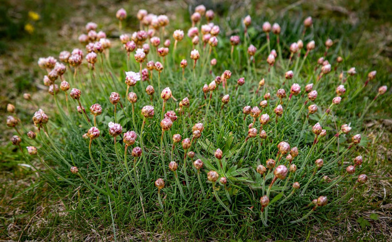 Rhodiola rosea
